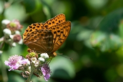 David Plant Photography - Wildlife Photography - Silver-washed fritillary - A